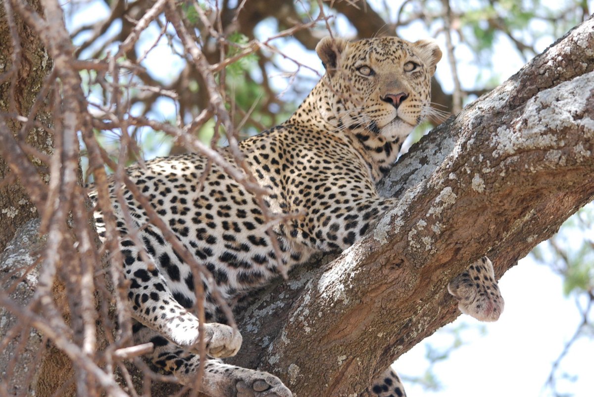 A leopard resting along a tree branch