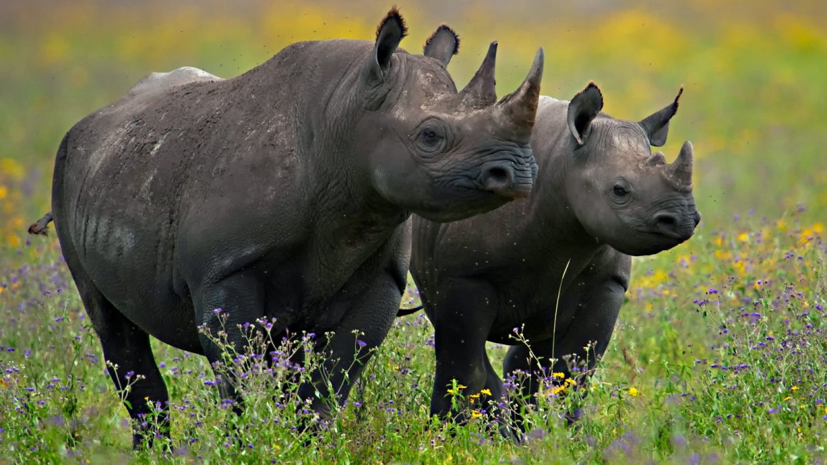 Two black rhinos standing in green grass and wildflowers
