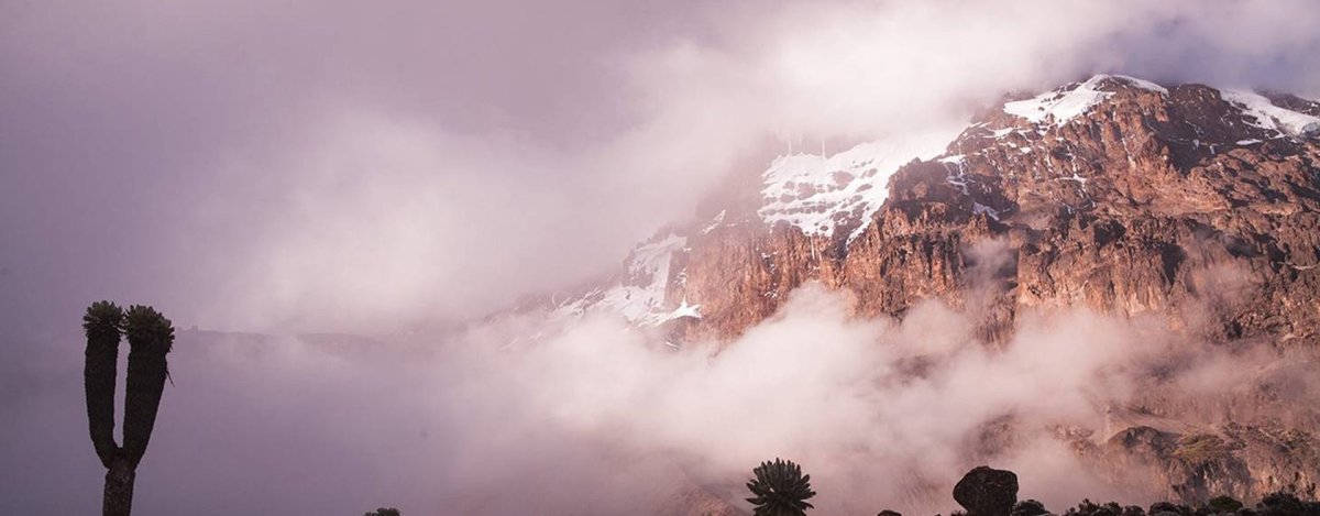 Kilimanjaro's rock walls and snow rising out of cloud, with giant groundsels in the foreground