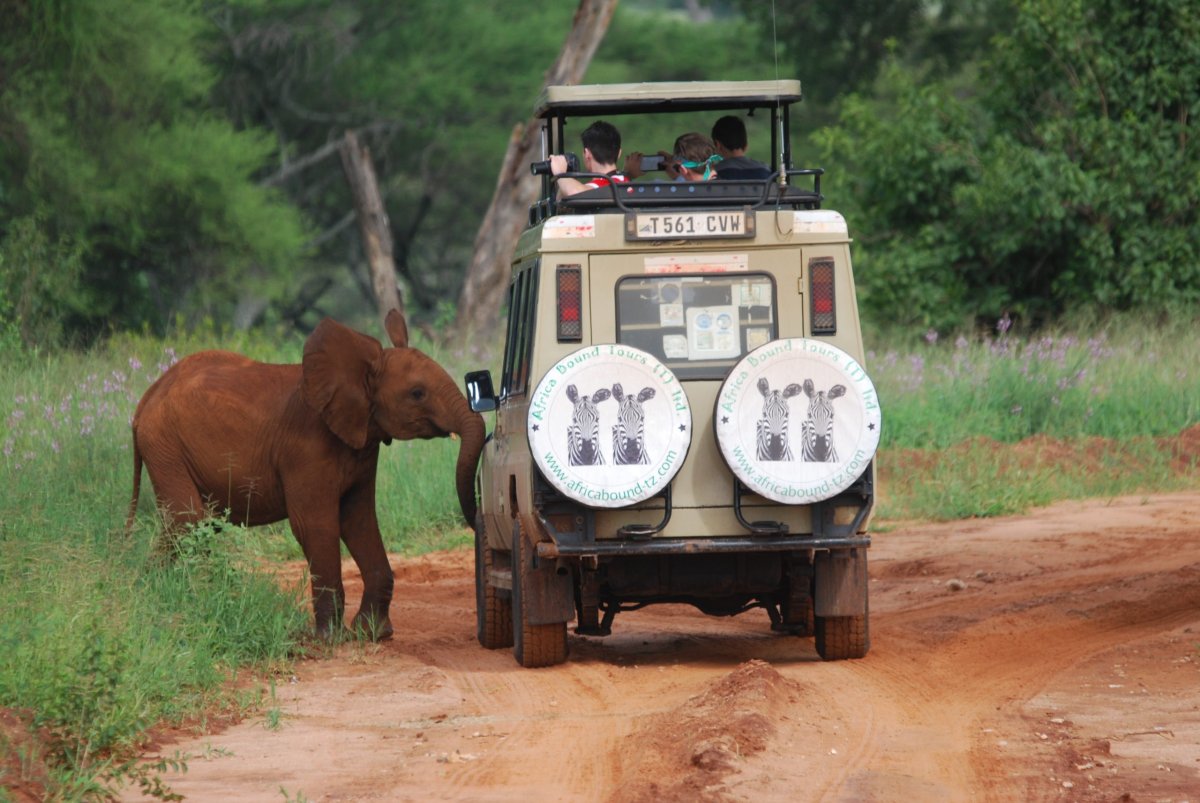 An elephant calf on a red dirt track beside an Africa Bound Tours safari vehicle