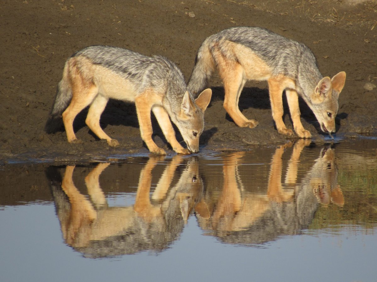 Two black-backed jackals drinking, reflected in still water