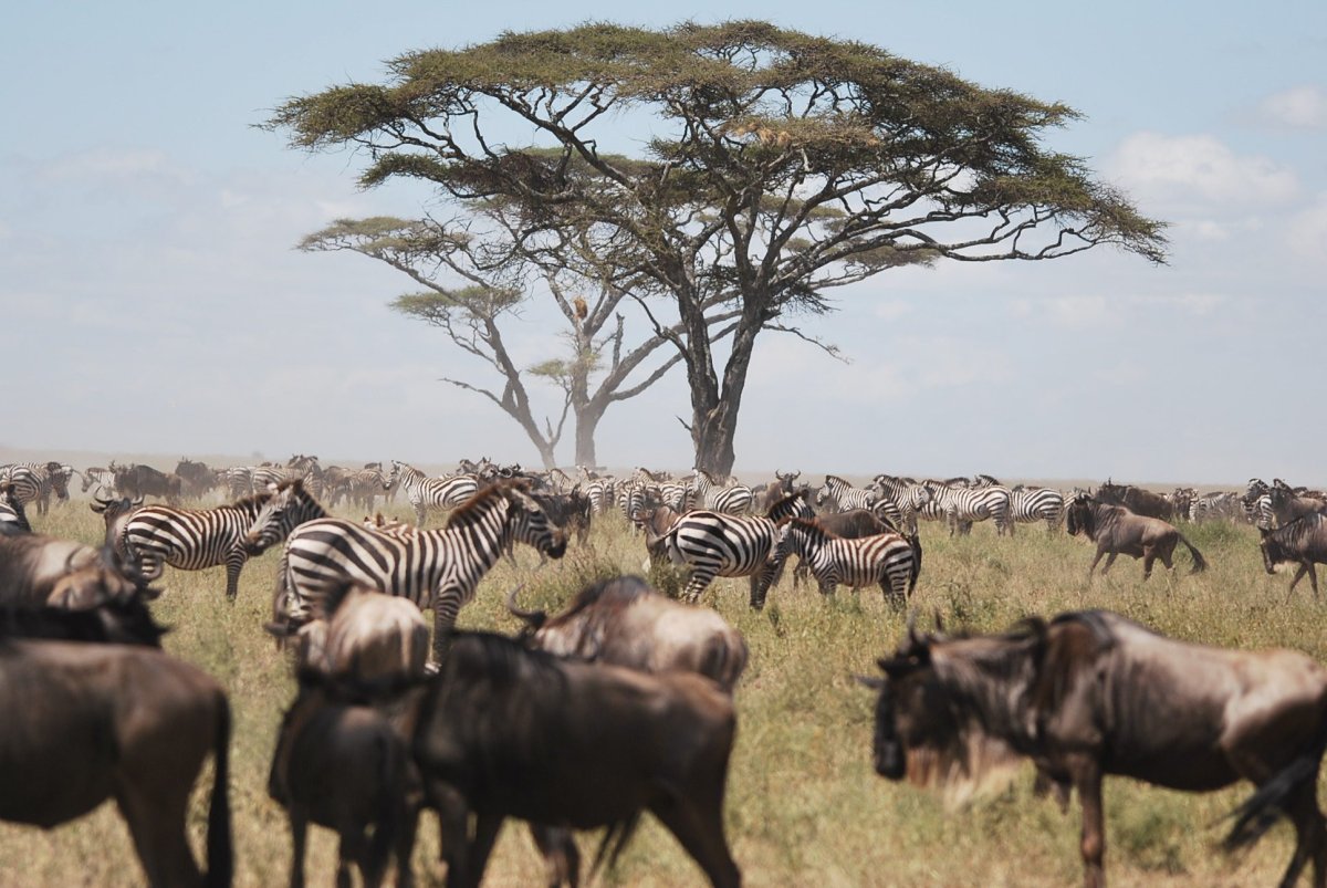 Zebra and wildebeest grazing beneath a flat-topped acacia tree