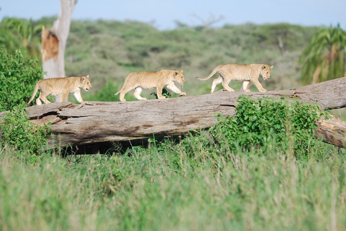Three lion cubs walking along a fallen log