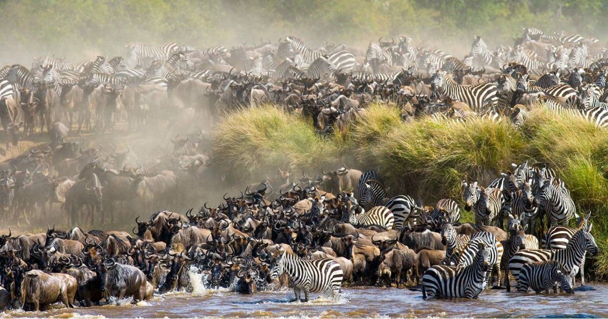Wildebeest and zebra crowding together at a river crossing