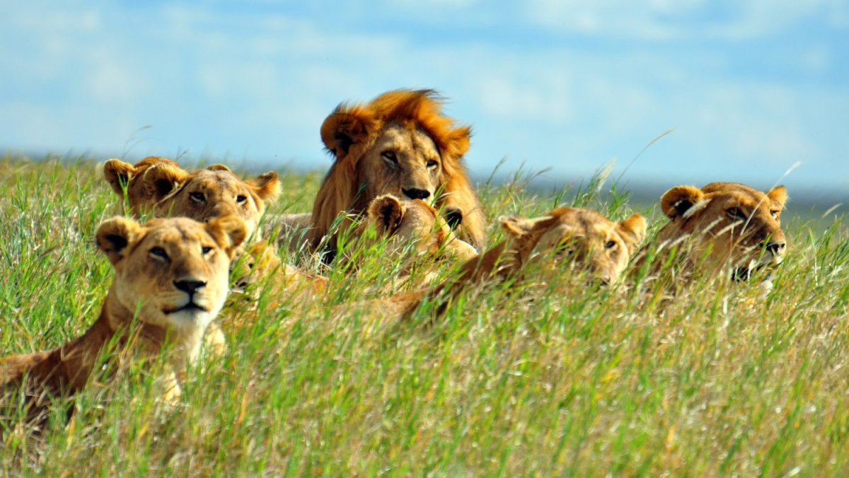 A lion pride resting together in long green grass