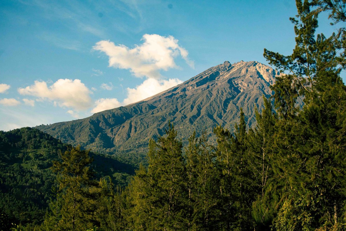 The long ridge of Mount Meru rises above a line of pine trees under a blue sky.