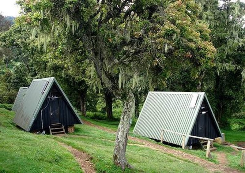 Wooden A-frame huts in a clearing among moss-hung forest trees