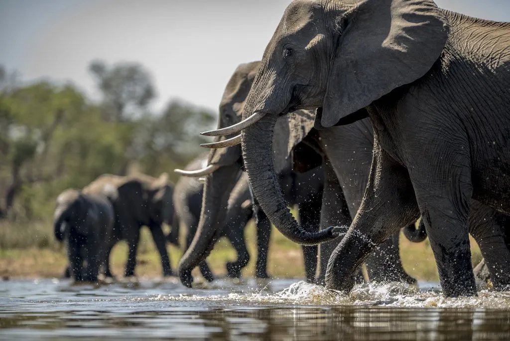 A herd of elephants wading through shallow water
