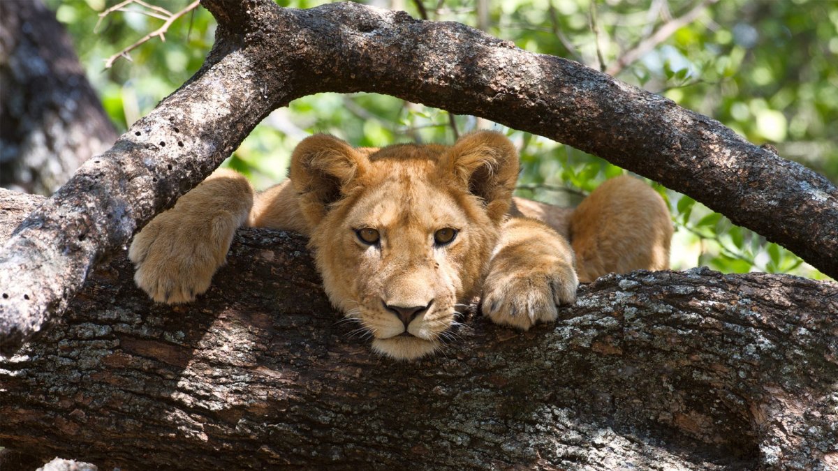 A young lion lying along a thick tree branch
