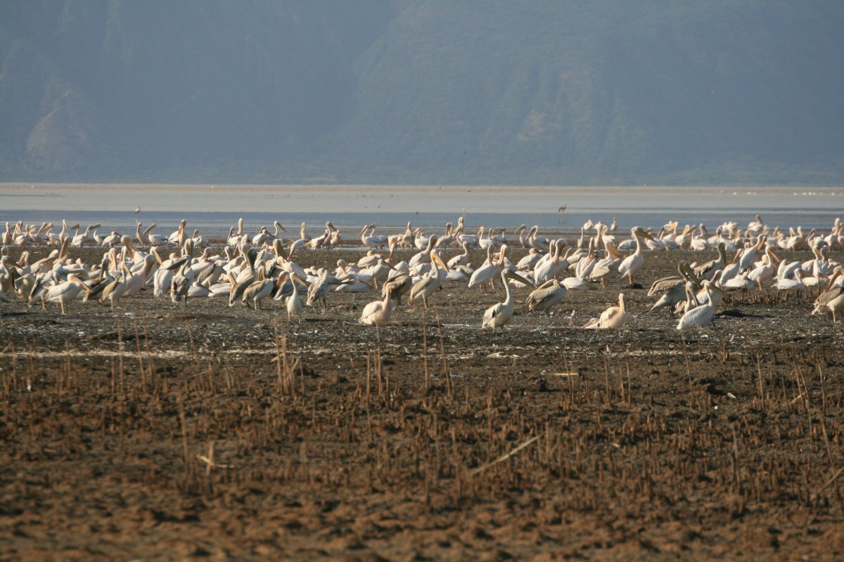 A large flock of white pelicans stands on the dark, dried mud shore of the lake, with a pale strip of water and a hazy blue-grey escarpment behind.