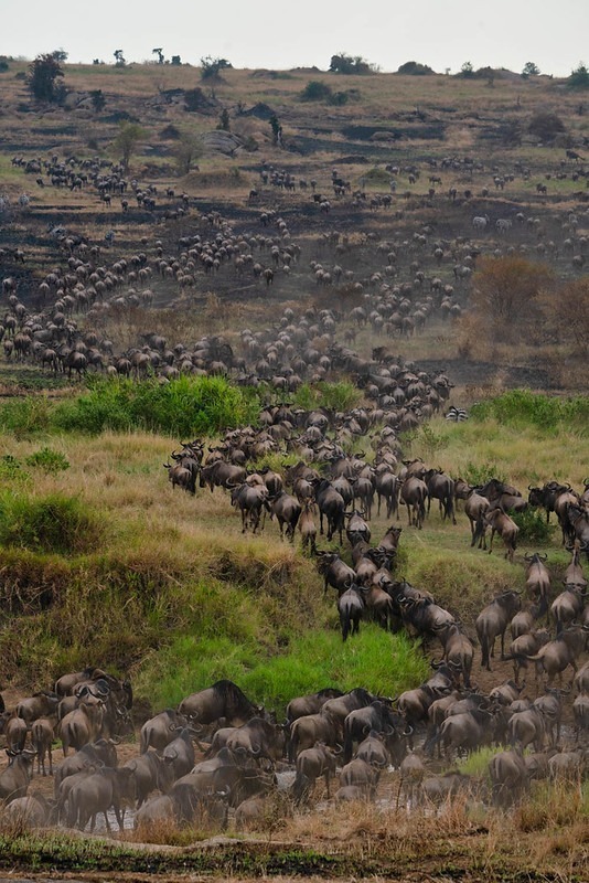 13-Day Tanzania Migration December to March Safari